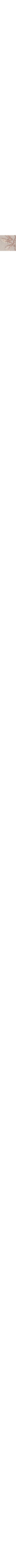 Patterned Ecru