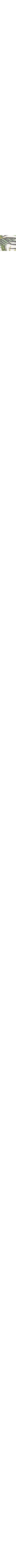 Écru à motifs