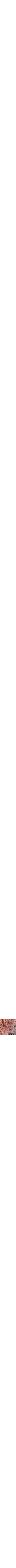 Rose à motif