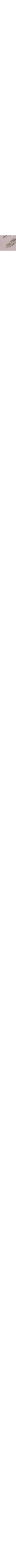 Patterned Ecru