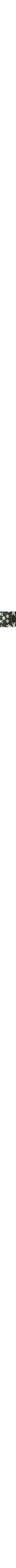 Vert à motifs