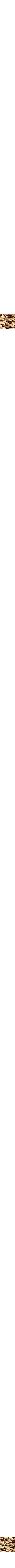 Jonc de mer