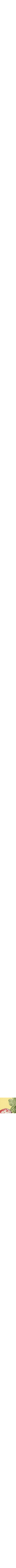 Jaune doré