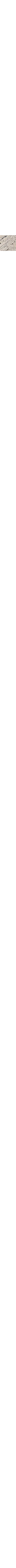 Patterned Ecru