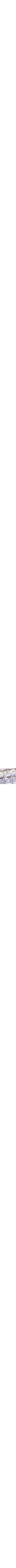 Patterned Blue