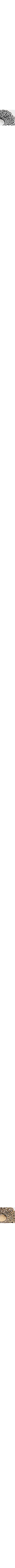 Assorti
