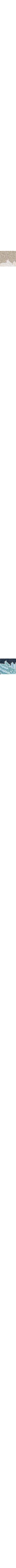 Beige à motifs