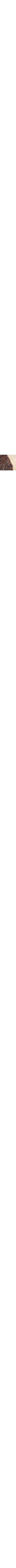 Brun à motifs