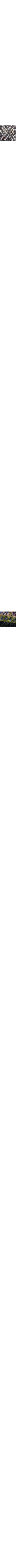 Vert à motifs