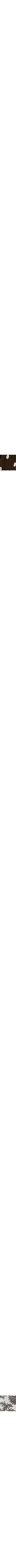 Orange à motifs