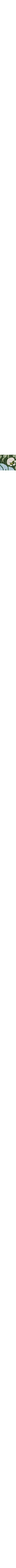 Brun à motifs