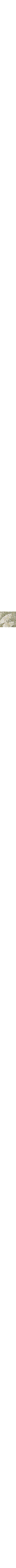 Vert à motifs