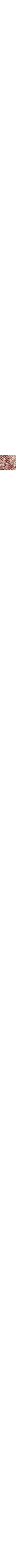 Brun à motifs