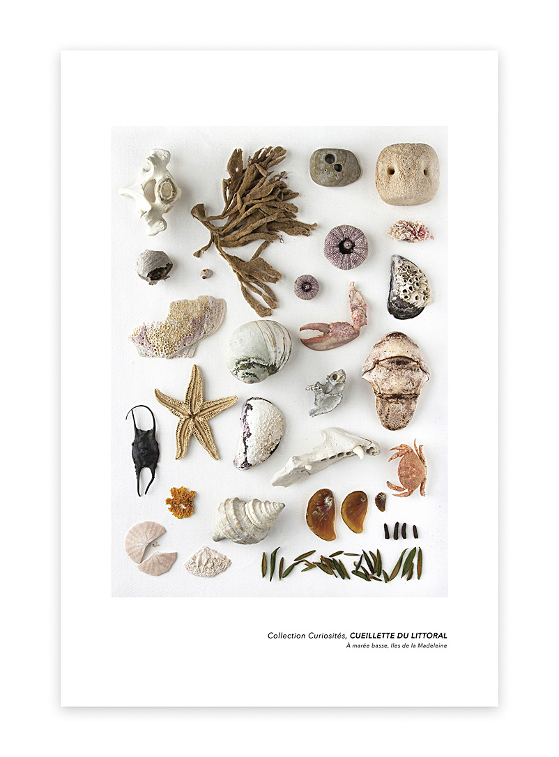 À Marée Basse: L'affiche Cueillette du littoral 24 x 36 po Blanc