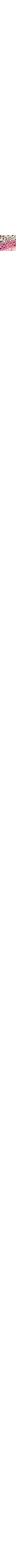 Rose à motif