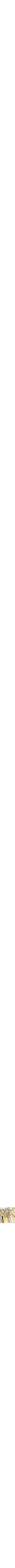 Assorti