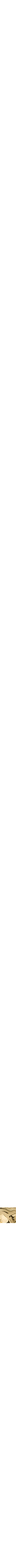 Assorti