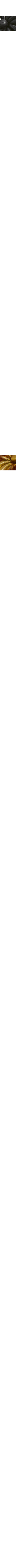 Brun à motifs