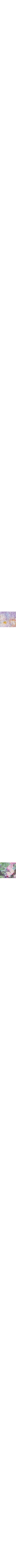 Lilas à motifs