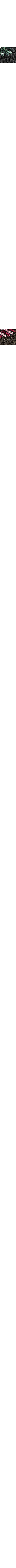 Charbon
