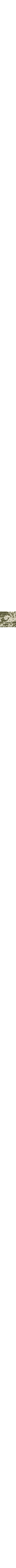 Vert à motifs