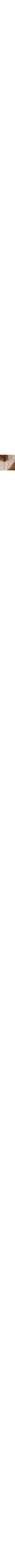 Brun à motifs