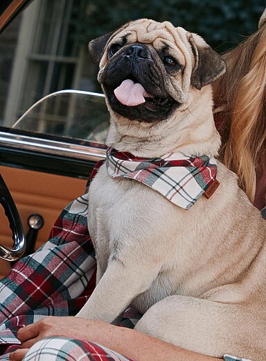 Festive checkers pet bandana In support of Food Banks Canada