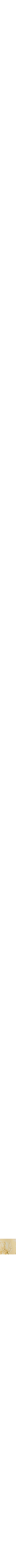 Jaune à motifs
