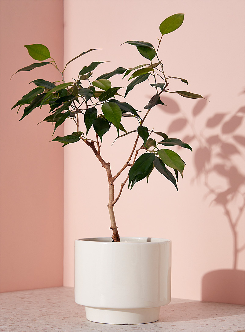 Simons Maison Ivory/Cream Beige Plain cream-coloured planter 5 in
