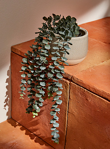 La plante imitation eucalyptus