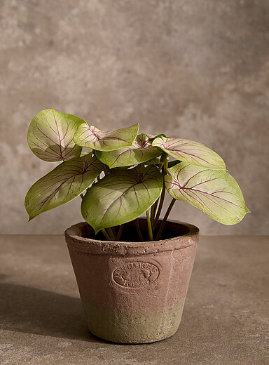 Artificial fittonia plant
