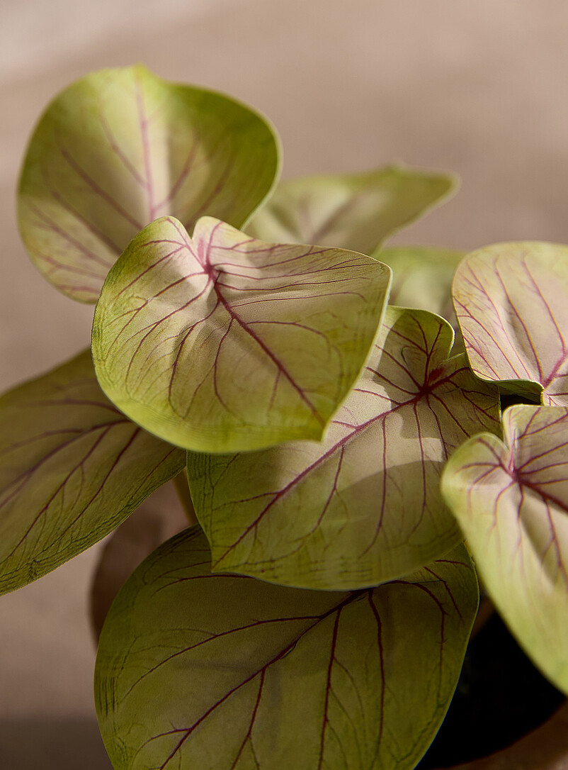 Simons Maison: La plante imitation fittonia Vert
