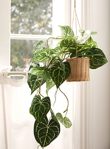 La plante grimpante &agrave; suspendre imitation pothos