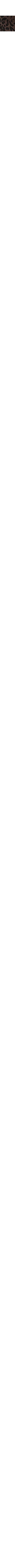 Léopard