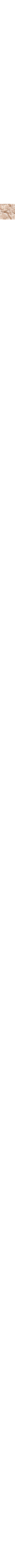 Beige - Grège