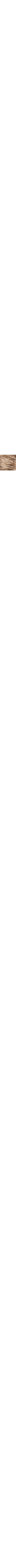 Brun à motifs