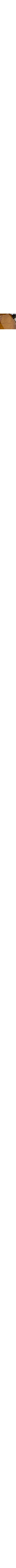 Doré et brun