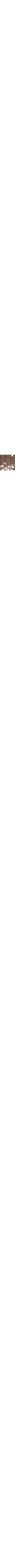 Brun à motifs