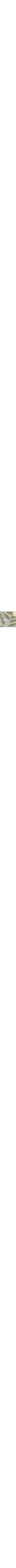 Vert à motifs