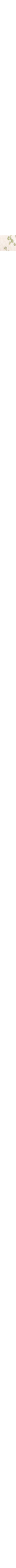 Patterned Ecru