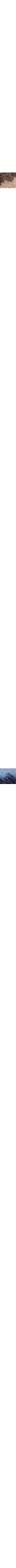 Patterned Blue