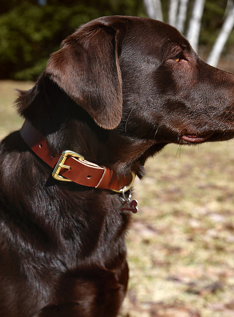 La Compagnie Robinson Brown Leather and brass dog collar 5 lengths available