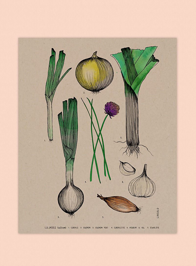 Laucolo White - French Alliaceae family art print 11 x 14 in