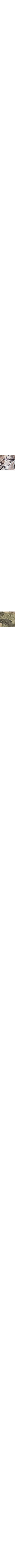 Brun à motifs