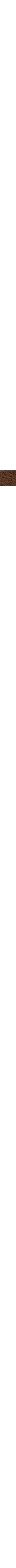 Kaki