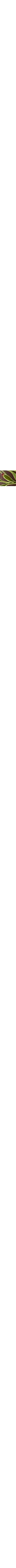 Clear