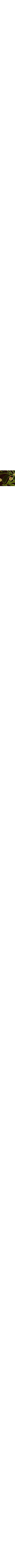 Clear