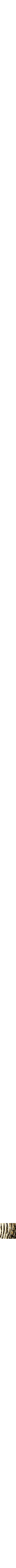 Assorti