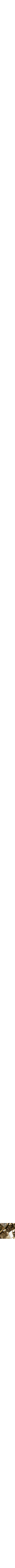 Assorti