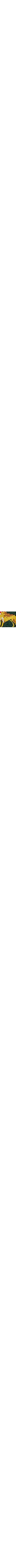 Vert à motifs